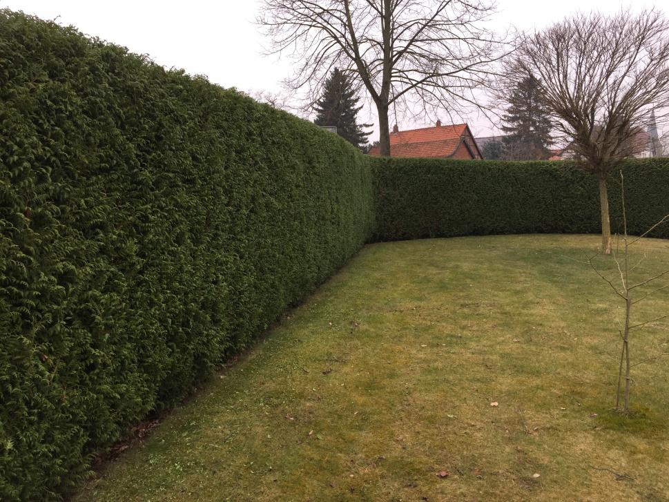 Ansicht einer geschnittenen Hecke